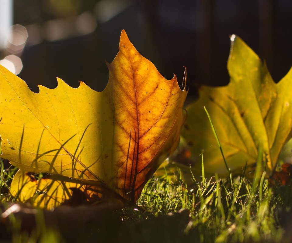 Обои листья, макро, осень, leaves, macro, autumn разрешение 2560x1600 Загрузить