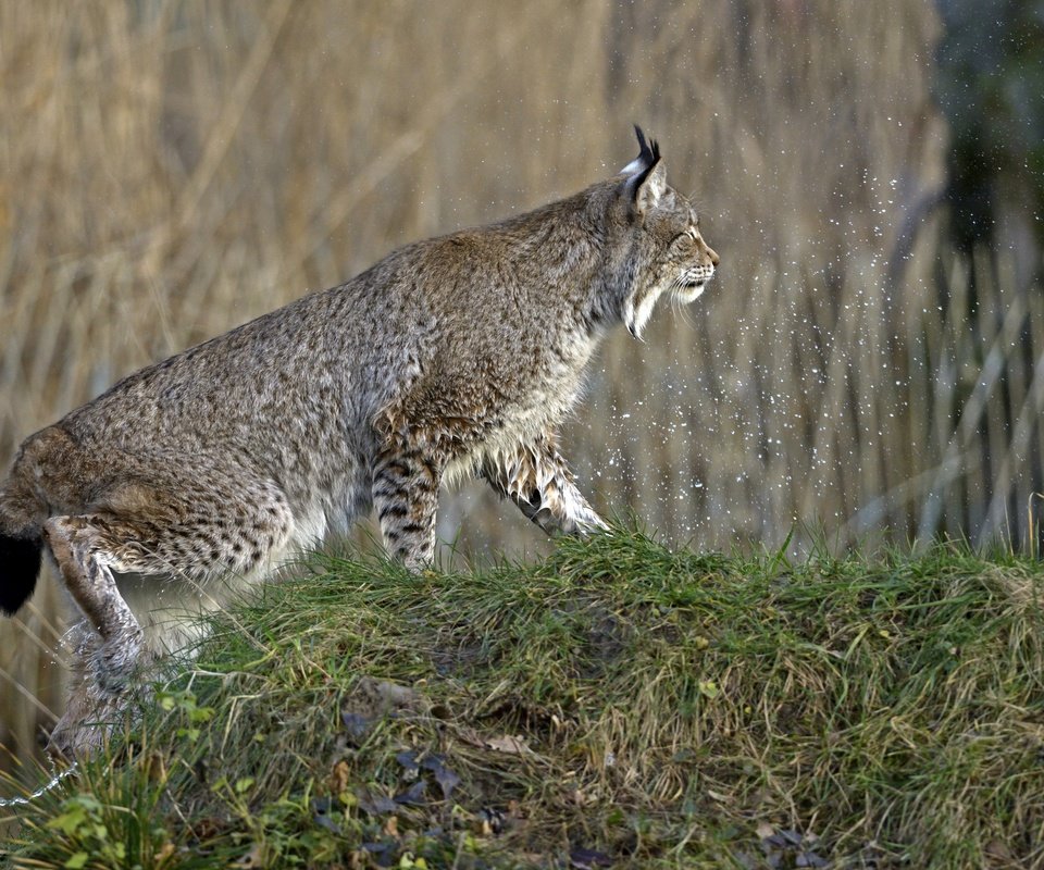 Обои трава, природа, рысь, кошка, брызги, профиль, холм, grass, nature, lynx, cat, squirt, profile, hill разрешение 2880x1922 Загрузить