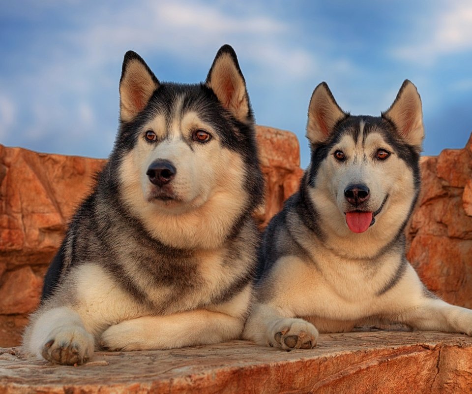 Обои портрет, парочка, хаски, собаки, portrait, a couple, husky, dogs разрешение 2048x1365 Загрузить