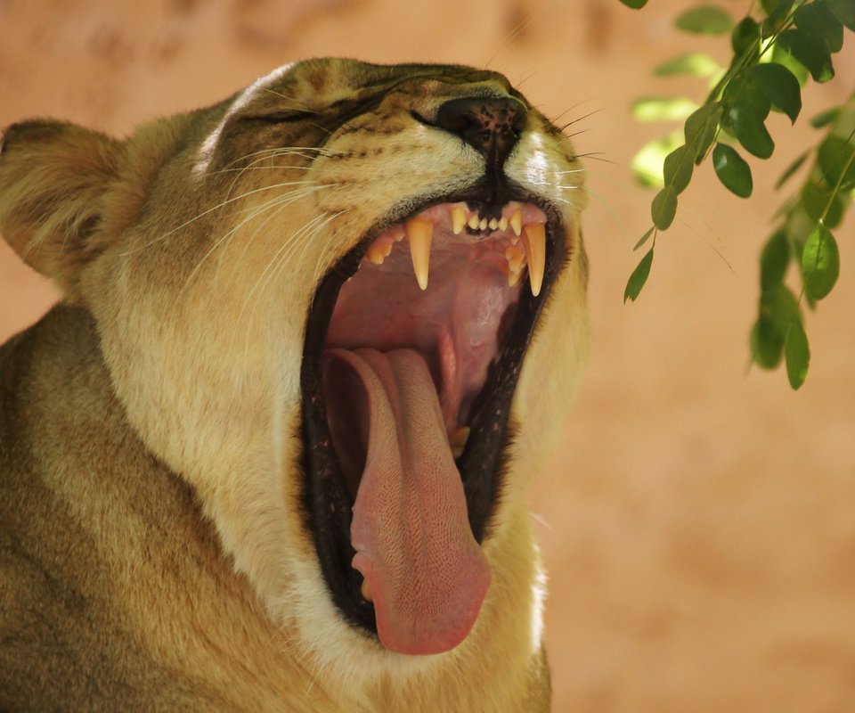 Обои зубы, лев, язык, пасть, львица, зевает, teeth, leo, language, mouth, lioness, yawns разрешение 4032x2688 Загрузить