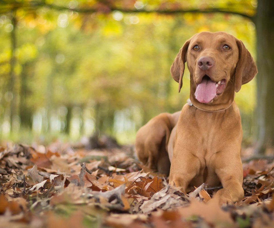 Обои листья, осень, собака, язык, боке, выжла, leaves, autumn, dog, language, bokeh, vizslas разрешение 3805x2325 Загрузить