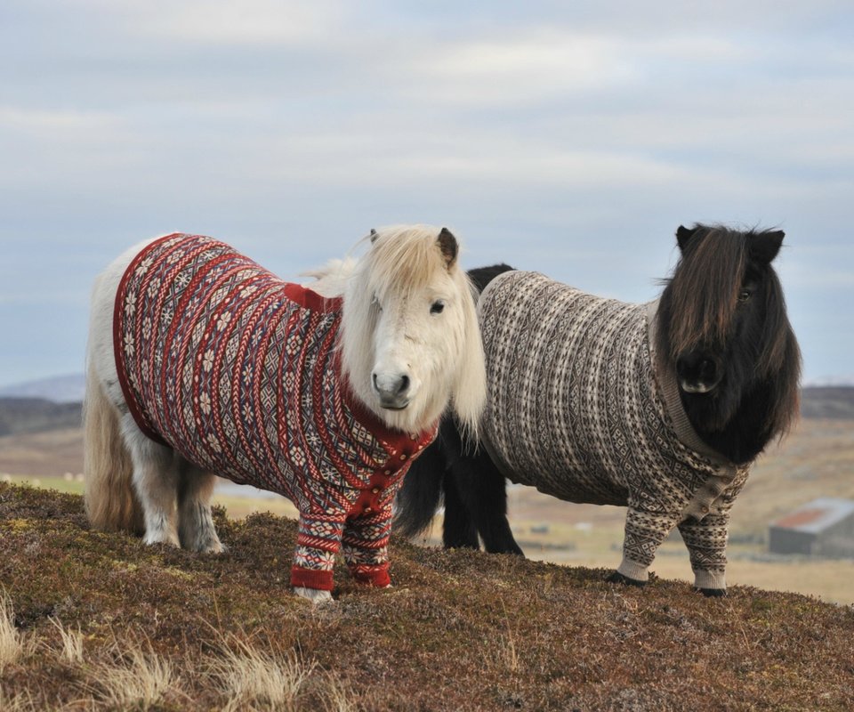 Обои горы, холмы, осень, пара, лошади, пони, два, свитер, mountains, hills, autumn, pair, horse, pony, two, sweater разрешение 1920x1080 Загрузить