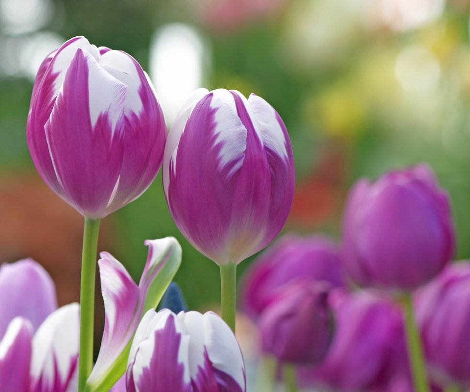 Обои цветы, природа, фон, тюльпаны, flowers, nature, background, tulips разрешение 1920x1200 Загрузить