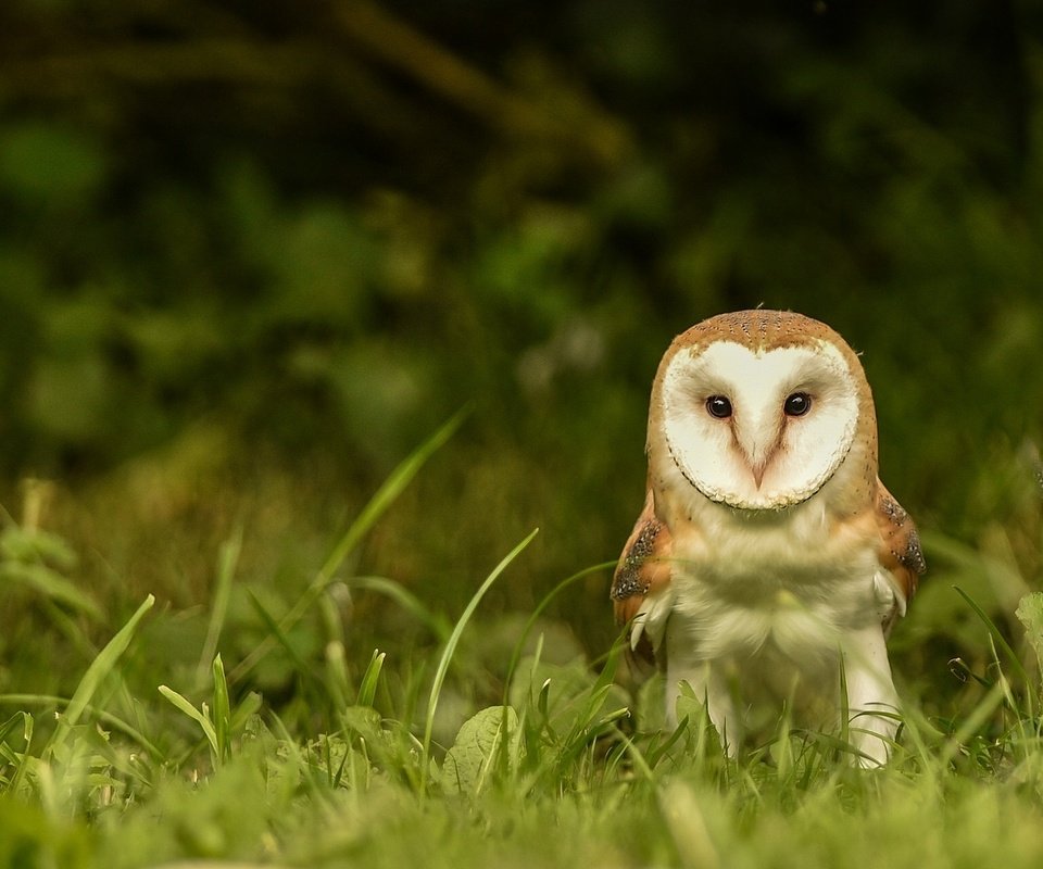 Обои глаза, трава, сова, взгляд, птица, сипуха, eyes, grass, owl, look, bird, the barn owl разрешение 2048x1280 Загрузить