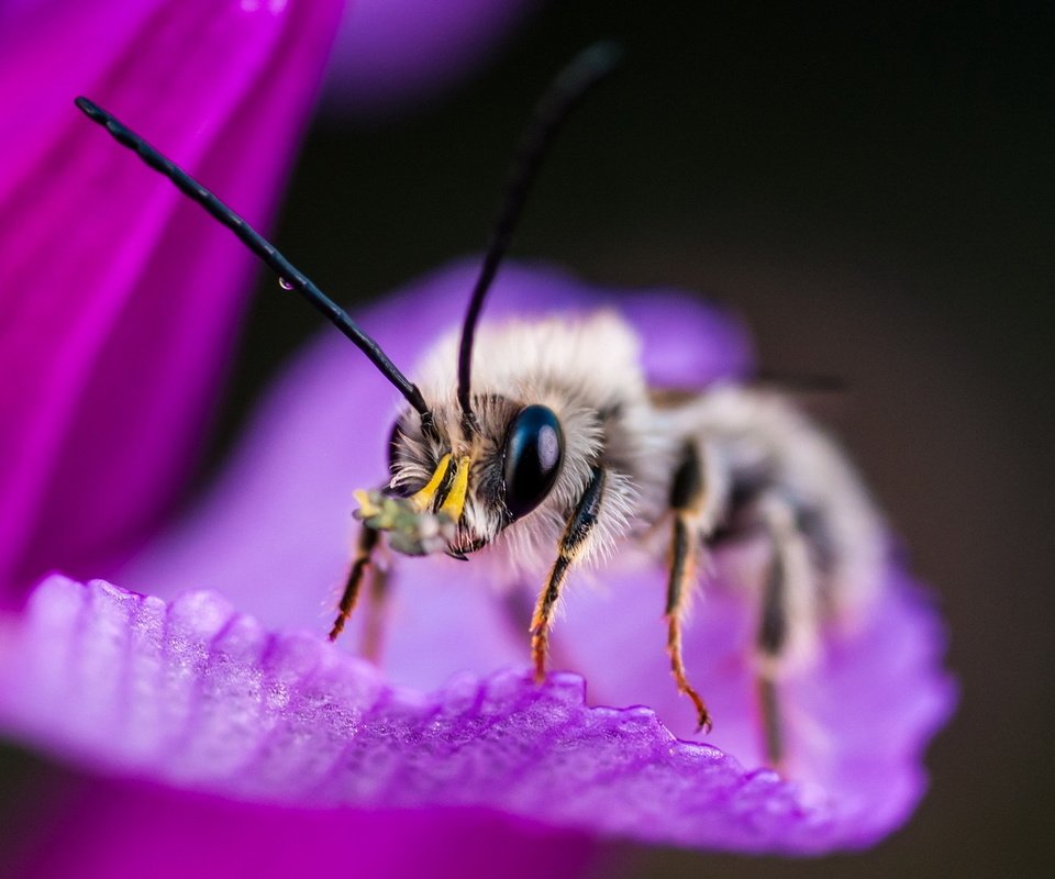 Обои макро, насекомое, фон, цветок, пчела, macro, insect, background, flower, bee разрешение 1920x1200 Загрузить