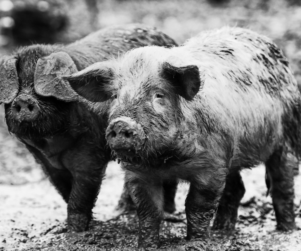 Обои грязь, фон, свиньи, поросята, dirt, background, pigs разрешение 1920x1200 Загрузить