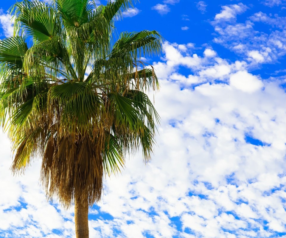 Обои небо, облака, пальма, веерные листья, the sky, clouds, palma, fan leaves разрешение 2880x1908 Загрузить