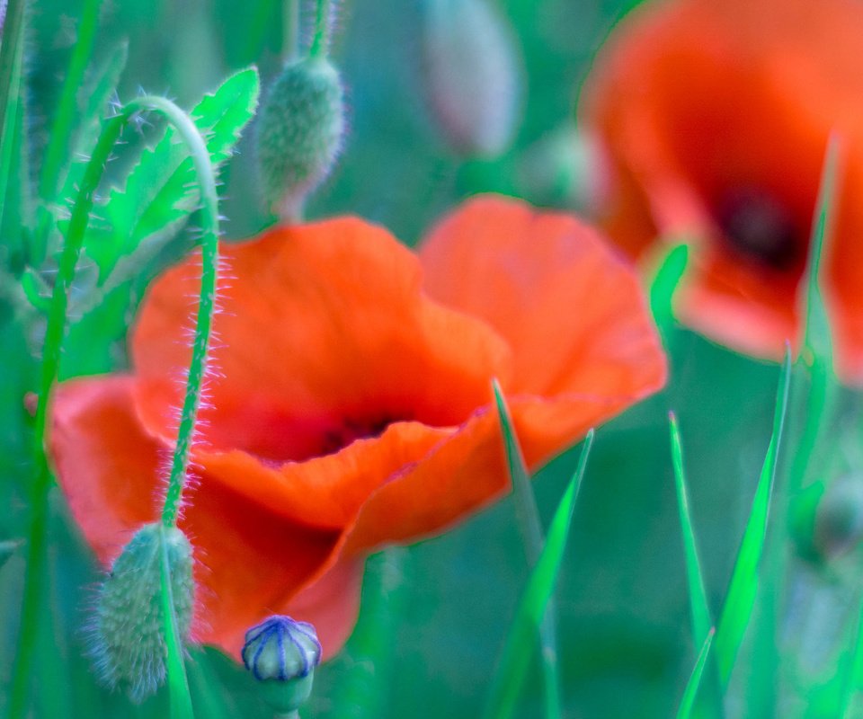 Обои трава, поле, лепестки, маки, луг, grass, field, petals, maki, meadow разрешение 2048x1152 Загрузить