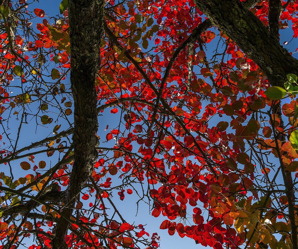 Обои небо, дерево, листья, осень, ствол, багрянец, the sky, tree, leaves, autumn, trunk, the crimson разрешение 2048x1280 Загрузить