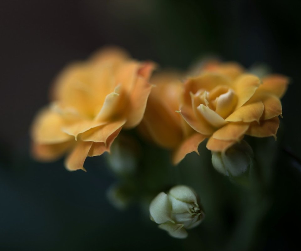 Обои цветы, фон, розы, желтые, flowers, background, roses, yellow разрешение 2048x1367 Загрузить