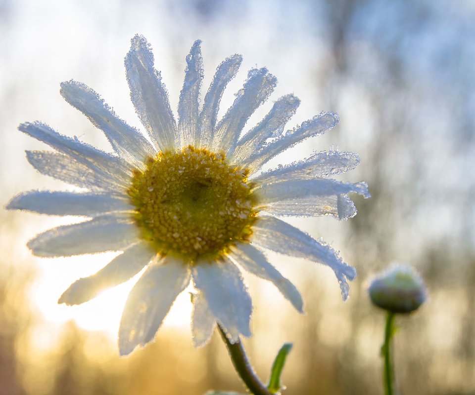 Обои макро, цветок, ромашка, macro, flower, daisy разрешение 1920x1280 Загрузить