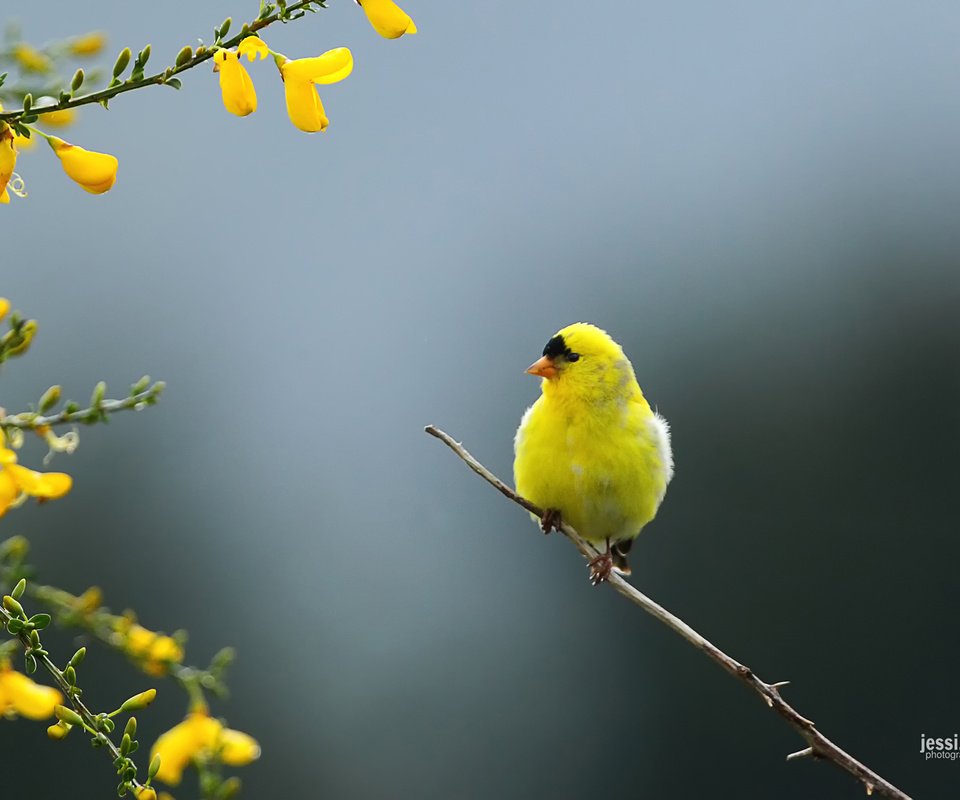 Обои ветка, природа, птица, щегол, carduelis tristis, branch, nature, bird, goldfinch разрешение 1920x1200 Загрузить