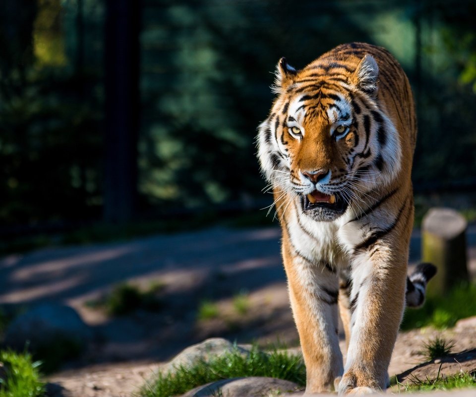 Обои тигр, хищник, большая кошка, дикая кошка, амурский, tiger, predator, big cat, wild cat, amur разрешение 2880x1920 Загрузить