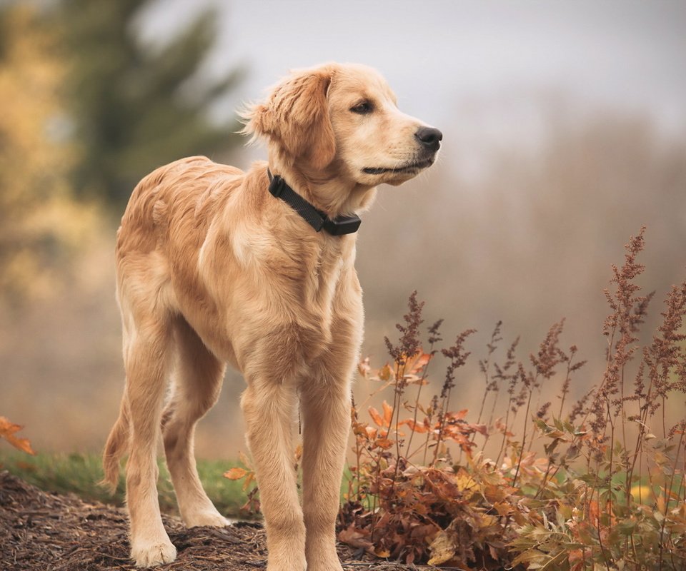 Обои взгляд, собака, друг, золотистый ретривер, голден ретривер, look, dog, each, golden retriever разрешение 1920x1189 Загрузить