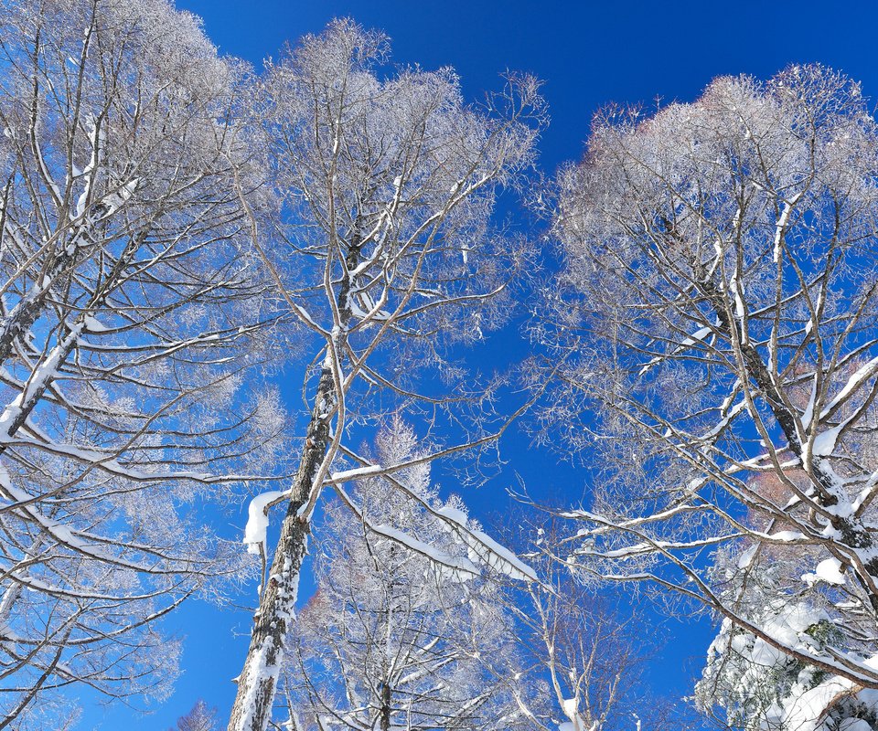 Обои небо, деревья, снег, зима, the sky, trees, snow, winter разрешение 2048x1363 Загрузить