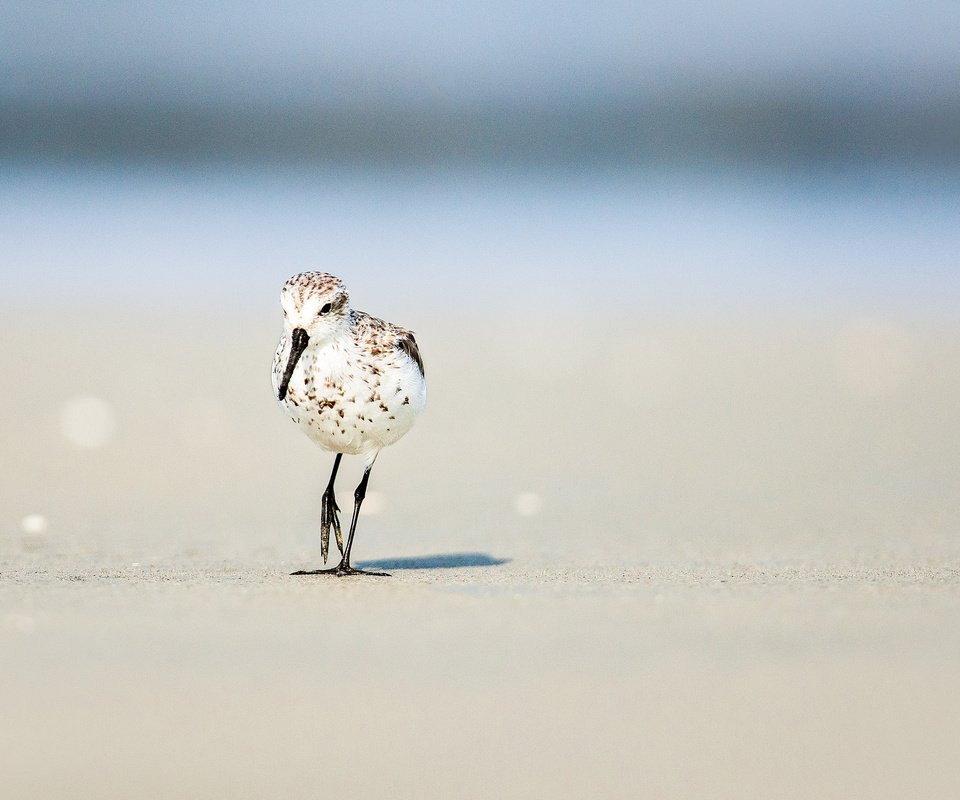 Обои солнце, песок, пляж, лето, птица, боке, the sun, sand, beach, summer, bird, bokeh разрешение 2048x1366 Загрузить