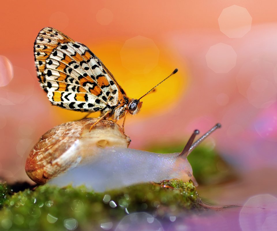 Обои макро, бабочка, улитка, боке, macro, butterfly, snail, bokeh разрешение 2048x1450 Загрузить