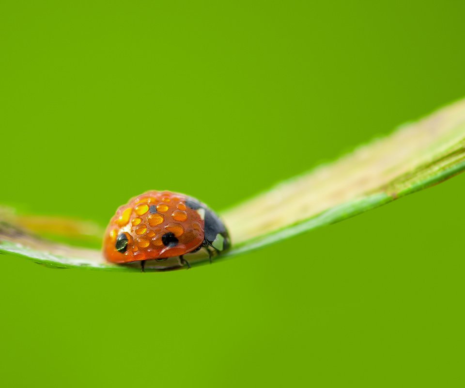 Обои ветка, макро, насекомое, фон, капли, божья коровка, branch, macro, insect, background, drops, ladybug разрешение 2048x1365 Загрузить