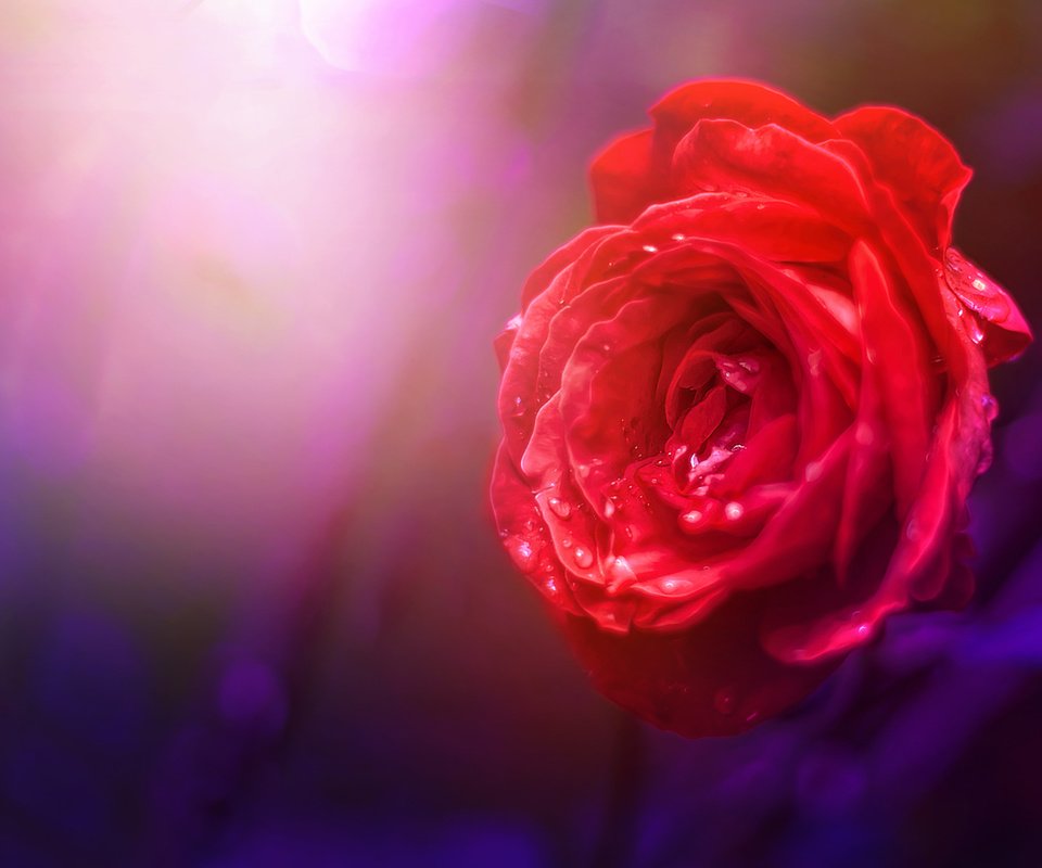 Обои природа, фон, цветок, роза, nature, background, flower, rose разрешение 3978x2652 Загрузить