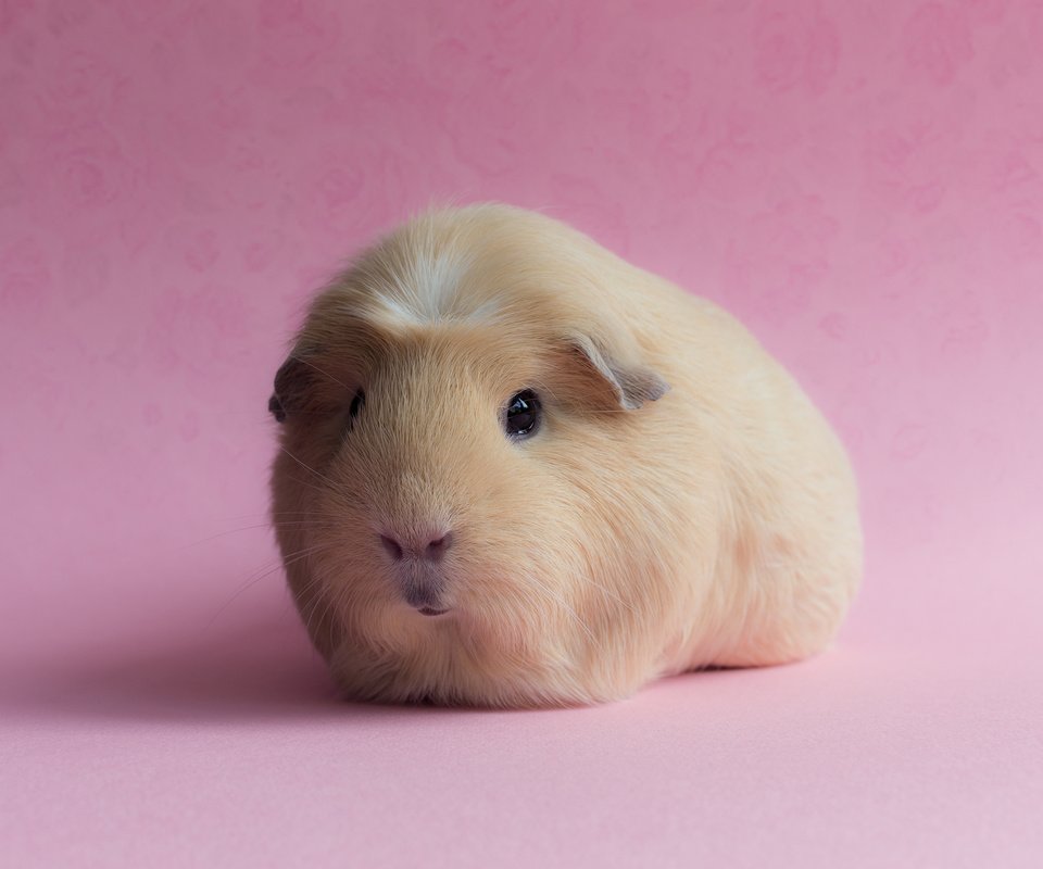 Обои фон, розовый, морская свинка, background, pink, guinea pig разрешение 3000x2000 Загрузить