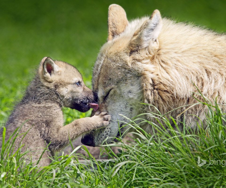 Обои трава, природа, волки, волчица, волчонок, grass, nature, wolves, wolf, the cub разрешение 1920x1200 Загрузить