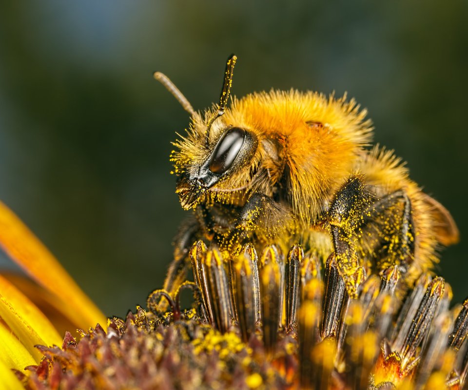 Обои насекомое, цветок, пчела, пыльца, insect, flower, bee, pollen разрешение 2048x1365 Загрузить