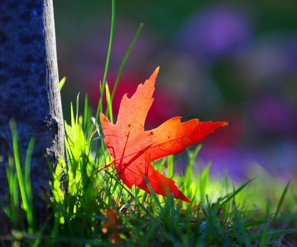 Обои трава, дерево, макро, краски, осень, лист, grass, tree, macro, paint, autumn, sheet разрешение 2048x1366 Загрузить