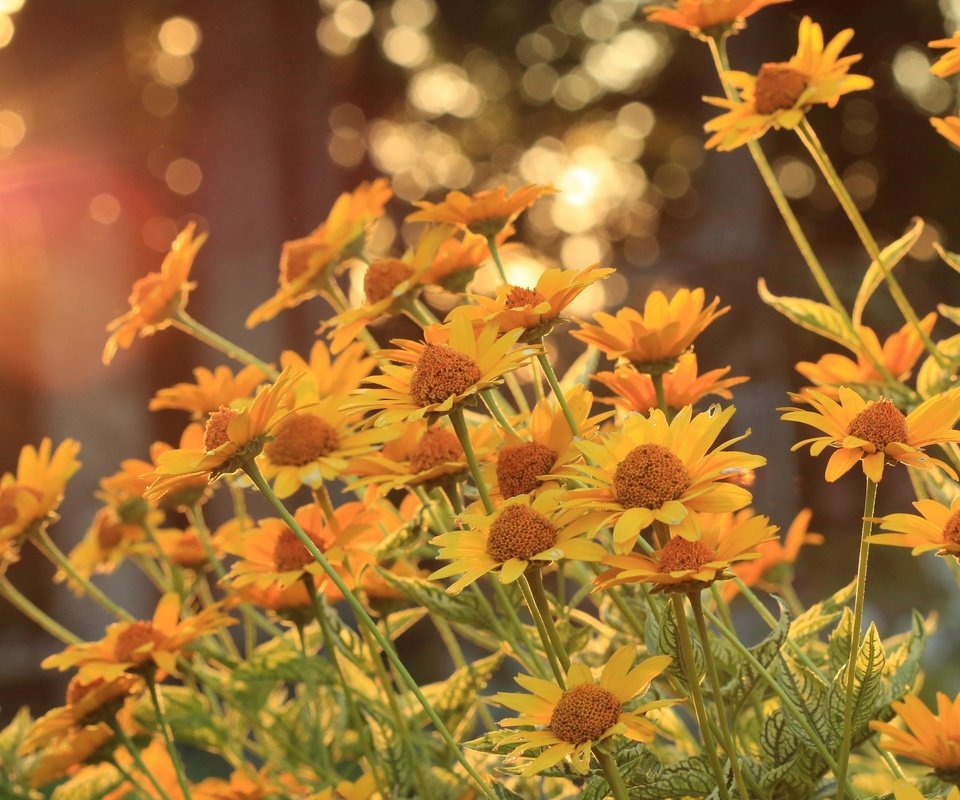 Обои цветы, деревья, солнце, лепестки, стебли, боке, flowers, trees, the sun, petals, stems, bokeh разрешение 2880x1920 Загрузить