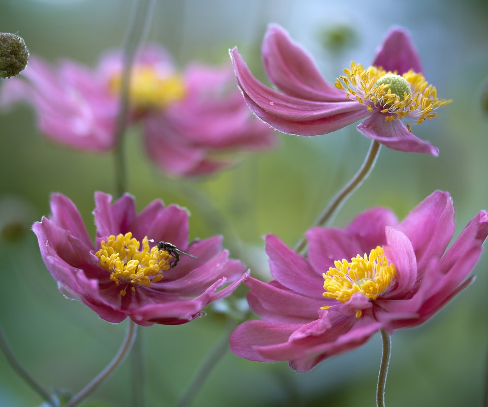 Обои цветы, природа, фон, ветреница, flowers, nature, background, anemone разрешение 2048x1365 Загрузить