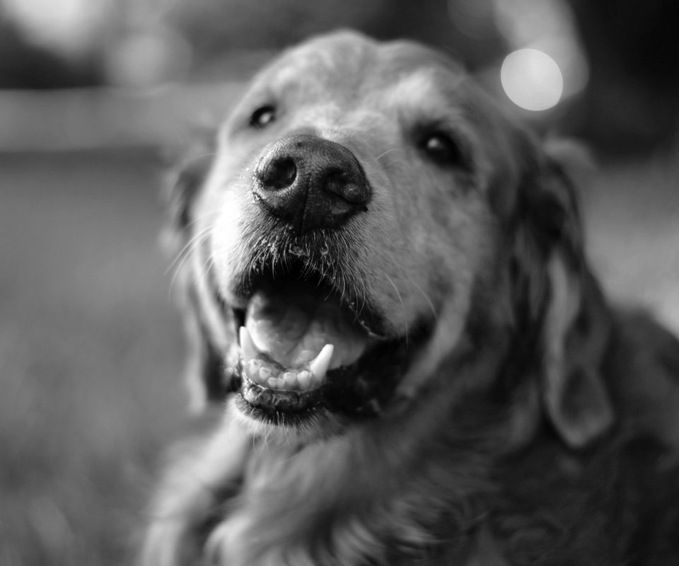 Обои чёрно-белое, собака, лабрадор, black and white, dog, labrador разрешение 2304x1536 Загрузить