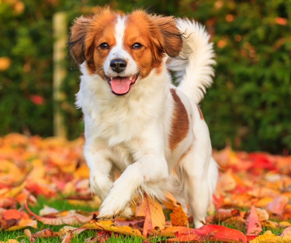 Обои листья, настроение, осень, собака, радость, коикерхондье, leaves, mood, autumn, dog, joy, kooikerhondje разрешение 2560x1707 Загрузить