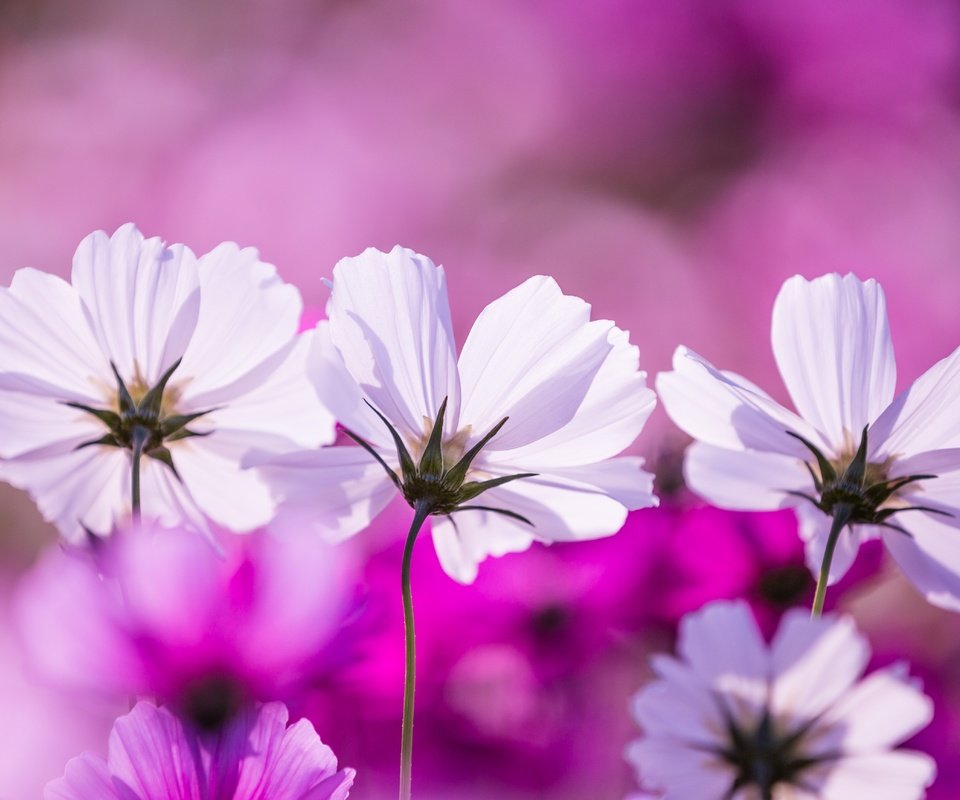 Обои цветы, макро, лепестки, космея, flowers, macro, petals, kosmeya разрешение 5400x3476 Загрузить