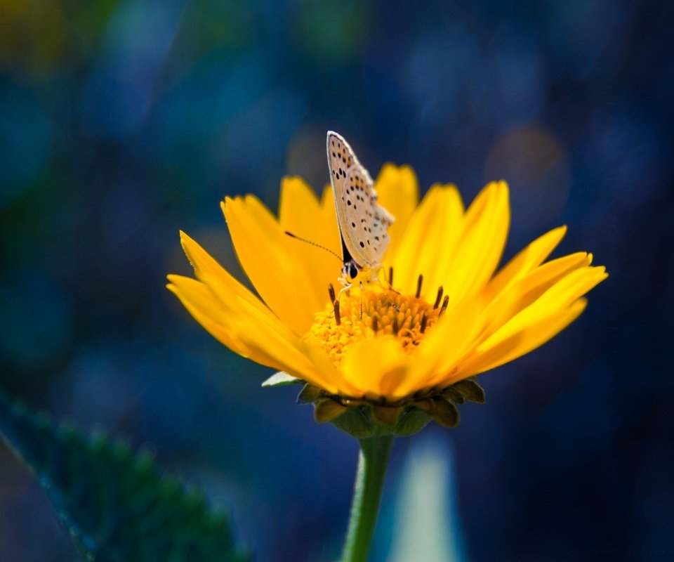 Обои желтый, насекомое, цветок, лепестки, бабочка, yellow, insect, flower, petals, butterfly разрешение 2000x1333 Загрузить