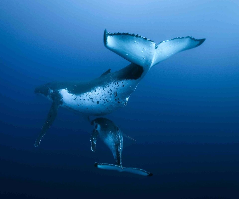 Обои океан, кит, подводный мир, the ocean, kit, underwater world разрешение 2560x1600 Загрузить