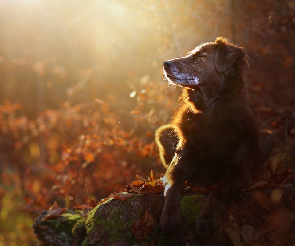 Обои природа, мордочка, осень, собака, профиль, лапки, осенние листья, eloisa mannion, nature, muzzle, autumn, dog, profile, legs, autumn leaves разрешение 2048x1365 Загрузить