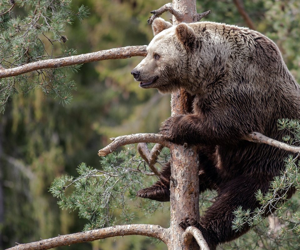 Обои лес, медведь, ель, косолапый, forest, bear, spruce, bruin разрешение 2560x1440 Загрузить