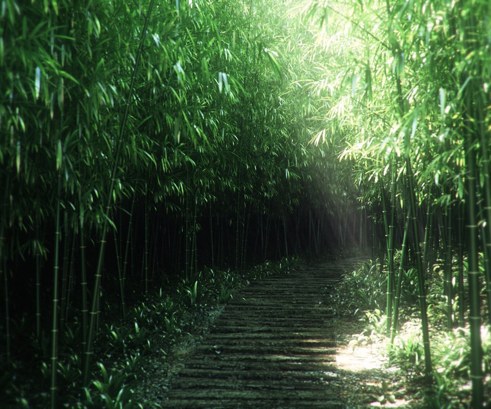 Обои природа, бамбук, заросли, 3д, nature, bamboo, thickets, 3d разрешение 1920x1080 Загрузить