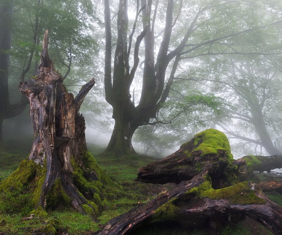 Обои деревья, лес, туман, мох, пень, trees, forest, fog, moss, stump разрешение 1920x1200 Загрузить