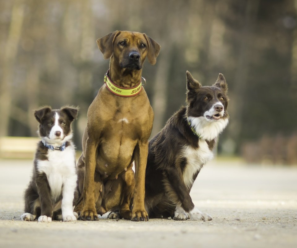 Обои друзья, собаки, трио, троица, friends, dogs, trio, trinity разрешение 3600x2400 Загрузить
