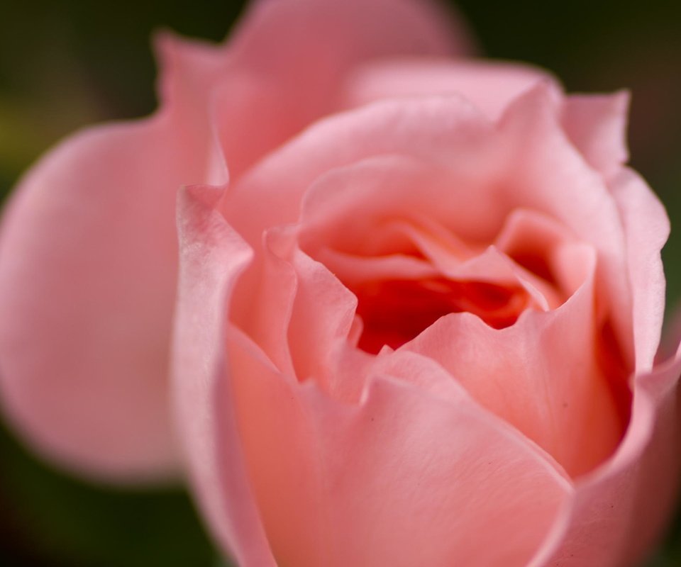 Обои макро, цветок, роза, лепестки, розовая, macro, flower, rose, petals, pink разрешение 2048x1360 Загрузить