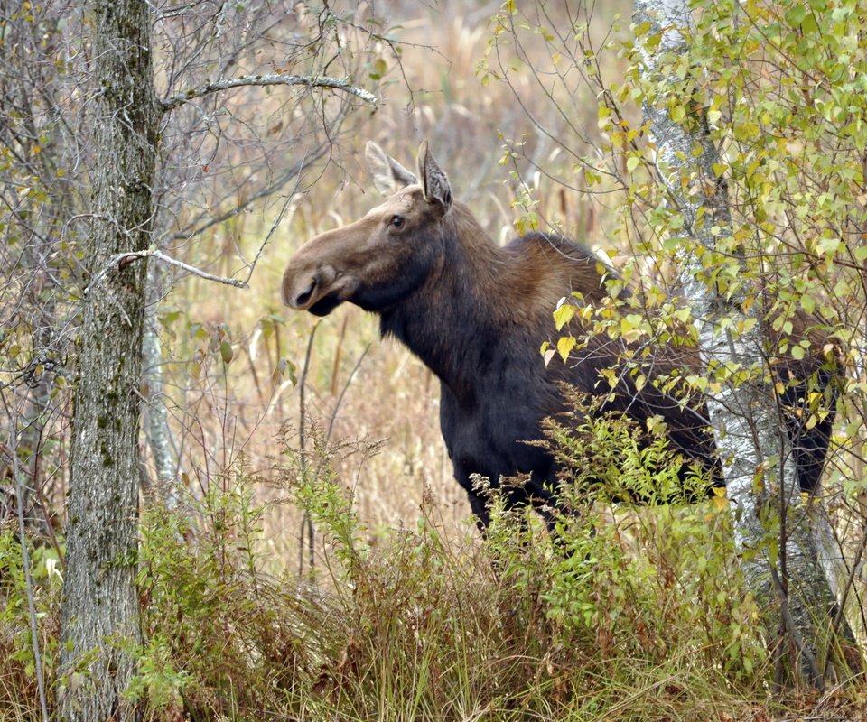 Обои природа, осень, лось, nature, autumn, moose разрешение 4288x2848 Загрузить