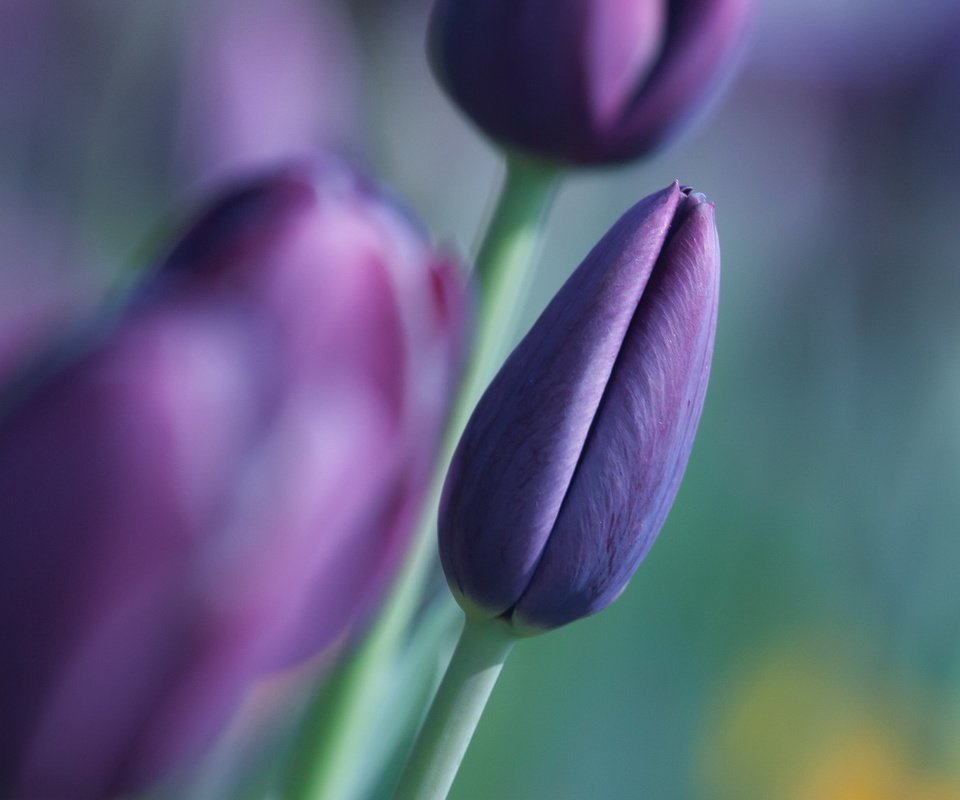 Обои цветы, природа, тюльпаны, flowers, nature, tulips разрешение 2047x1150 Загрузить