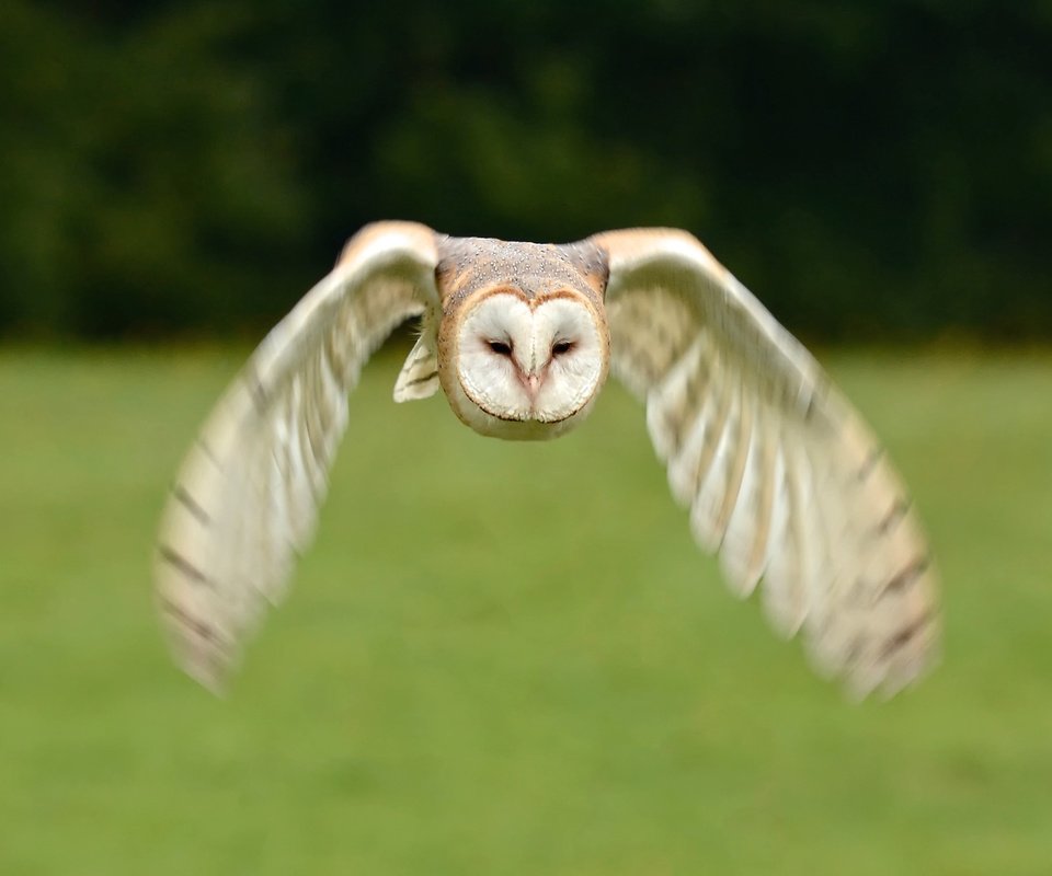 Обои сова, полет, птица, сипуха, owl, flight, bird, the barn owl разрешение 3049x2031 Загрузить