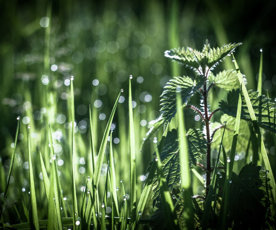 Обои трава, роса, боке, крапива, antonio coelho, grass, rosa, bokeh, nettle разрешение 2048x1365 Загрузить