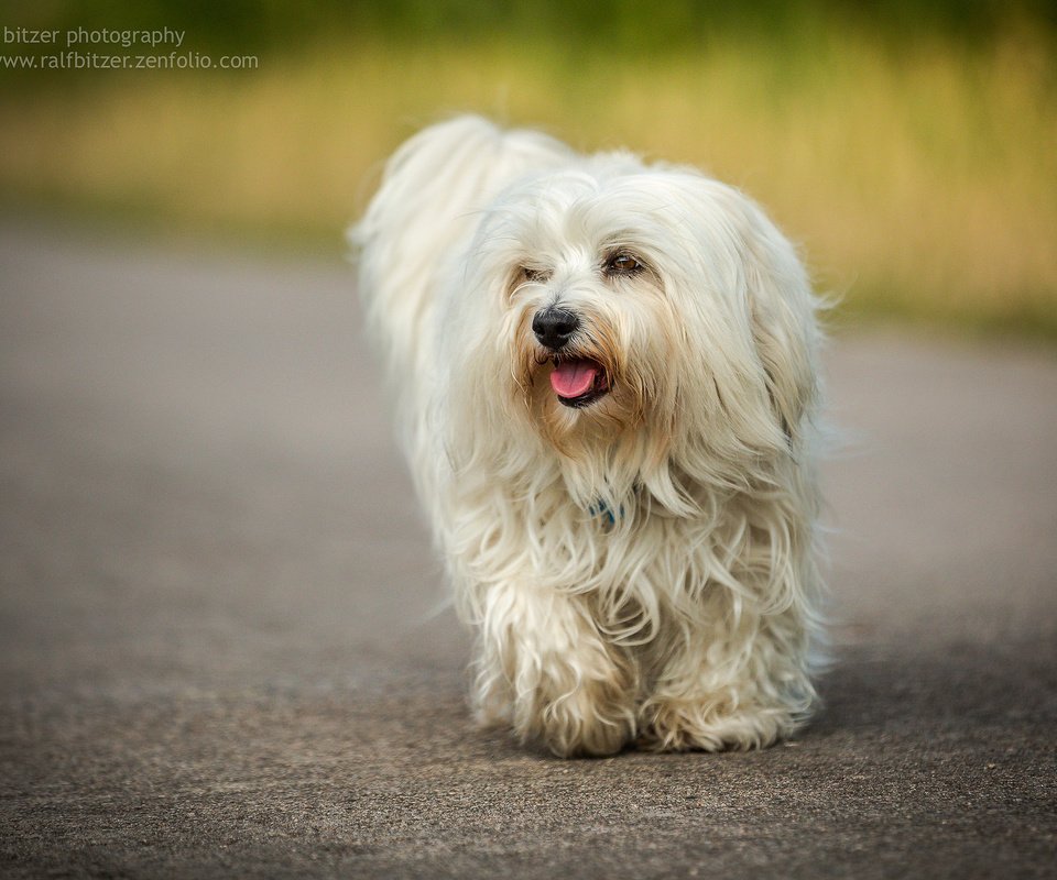 Обои собака, гаванский бишон, бишон, ralf bitzer, dog, the havanese, bichon разрешение 2048x1365 Загрузить