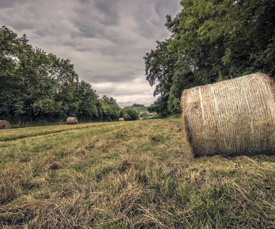 Обои трава, деревья, природа, сено, grass, trees, nature, hay разрешение 2048x1365 Загрузить