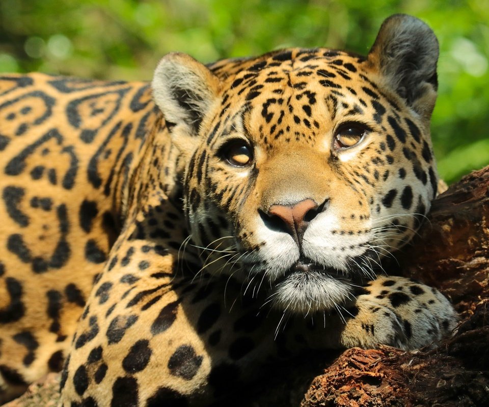 Обои морда, взгляд, ягуар, face, look, jaguar разрешение 2560x1729 Загрузить