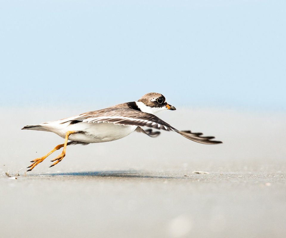 Обои небо, полет, песок, пляж, крылья, чайка, птица, the sky, flight, sand, beach, wings, seagull, bird разрешение 2048x1365 Загрузить