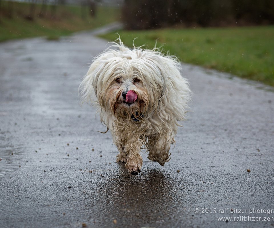 Обои собака, язык, бег, гаванский бишон, бишон, ralf bitzer, dog, language, running, the havanese, bichon разрешение 2048x1365 Загрузить