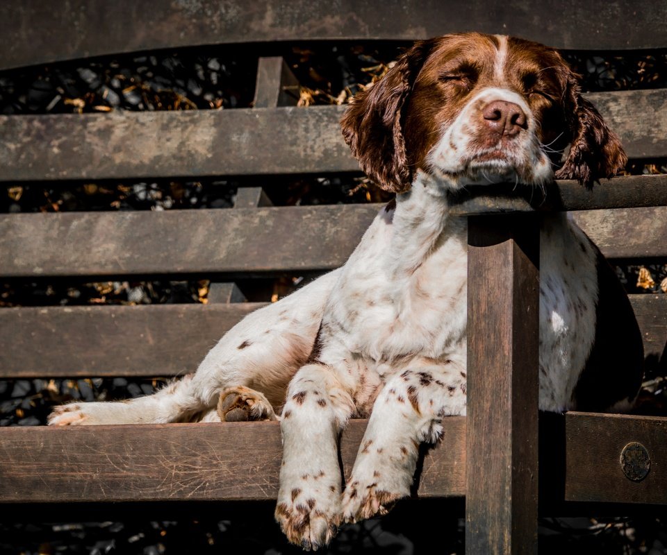 Обои собака, друг, скамья, сеттер, охотничья собака, dog, each, bench, setter, hunting dog разрешение 2880x1920 Загрузить